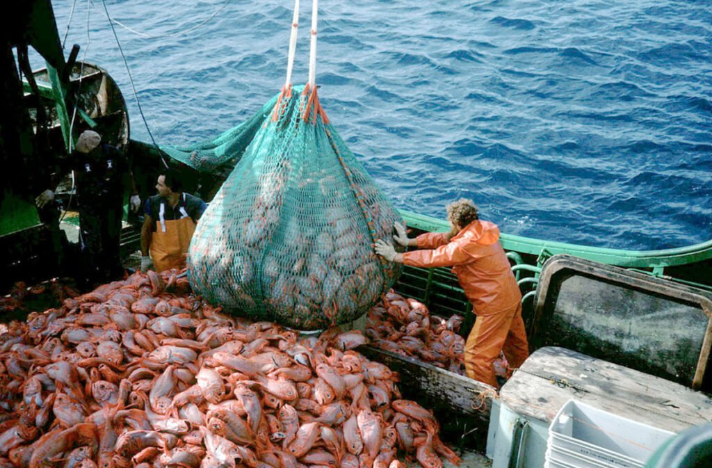 prise de poissons et des produits de la mer