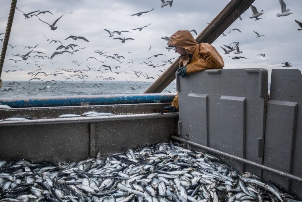 Un pêcheur en pleine action avec poisson pour l'exportation