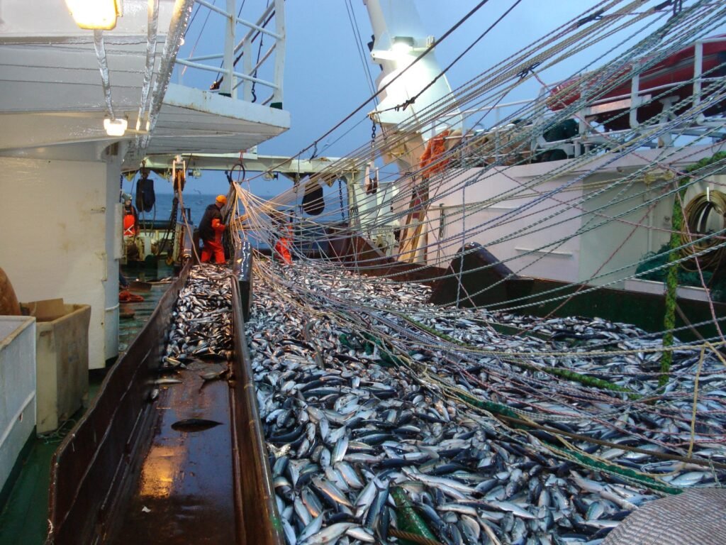 Gros plan d'un filet de pêche en haute mer rempli de différentes espèces de poissons.