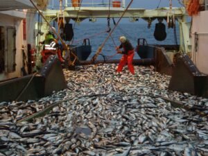 Des filets de pêche en action, capturant des poissons frais et de quallté