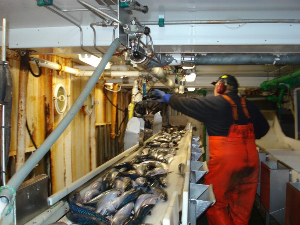 étape cruciale de la récupération des poissons, assurant la qualité et la fraîcheur des produits