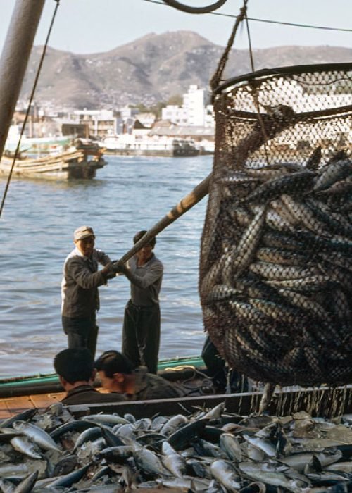 filets de pêche en action capturant des poissons frais