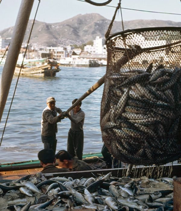 filets de pêche en action