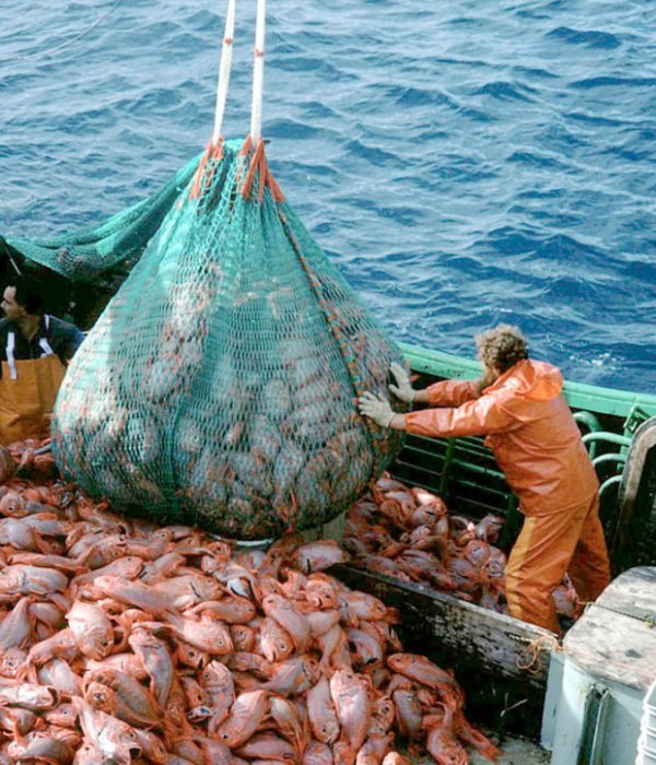 Industrial fisheries of Orange roughy. Emptying a mesh full of Orange roughy into a trawler.