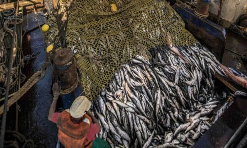 prise de poissons montrant la diversité des produits de la mer