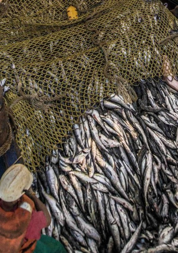 filets de pêche en action capturant des poissons frais